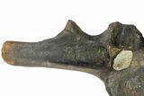 Tall Tyrannosaur (Daspletosaurus) Vertebra - Montana #78779-6